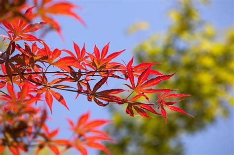 枫树 风水|枫树风水寓意及羽毛枫植家门口适宜与否